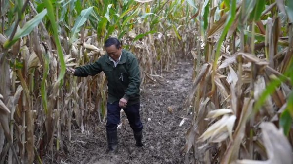 普患配资 新华视点｜连阴雨袭扰秋收季全国多地抢收保秋粮